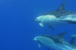 Common dolphins - Azores, only internal flash by David Abecasis 
